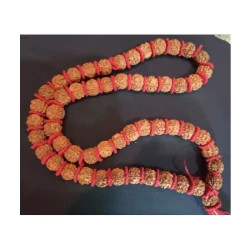 Five Mukhi Rudraksha (Nepali Mala)