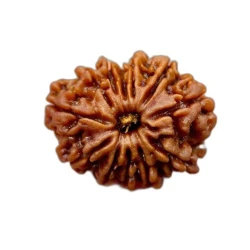 Twelve Mukhi Rudraksh