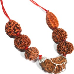 प्राकृतिक रुद्राक्ष १ देखि ६ मुखी (१०-१५ मिमी) Natural Rudraksha 1 to 6 Mukhi (10-15 mm) 