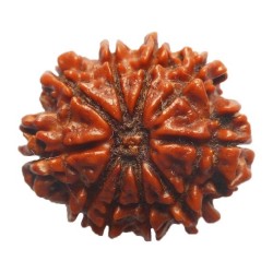 Ten Mukhi Rudraksha