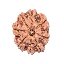Eight Mukhi Rudrakshaya