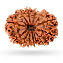 Thirteen Mukhi Rudraksha 