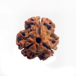 Three Mukhi Rudraksha