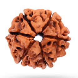 Six Mukhi Rudraksha 