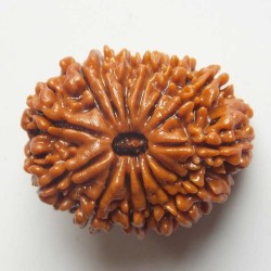 Fourteen Mukhi rudraksha