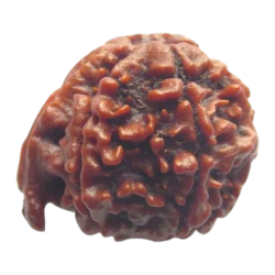 Ganesh Rudraksha 