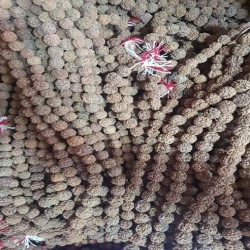 Five Mukhi Nepali Welcome Mala (108 Dana plain/ Basic)