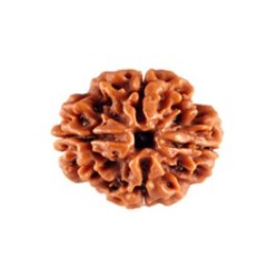Four Mukhi Rudraksha
