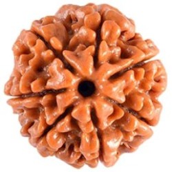 Seven Mukhi Rudraksha