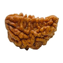 One Mukhi Rudraksha 