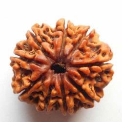 Nine Mukhi Rudraksha