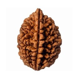 Two Mukhi Rudraksha