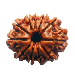 Eleven Mukhi Rudraksha